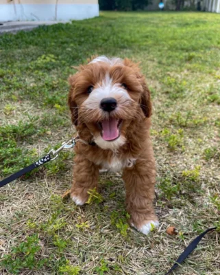 Fluffy white Maltipoo puppy sitting in a flower-filled garden, showcasing the breed’s adorable appearance and friendly personality.