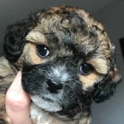 Well-cared-for Cavapoo puppy relaxing in a crate filled with toys, part of essential Cavapoo care when left alone at home.