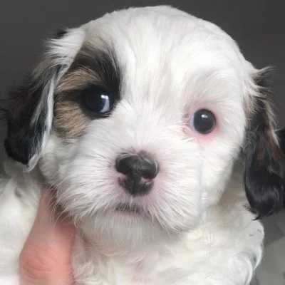 Concerned Cavapoo watching its owner leave, highlighting the challenges of leaving Cavapoo puppies alone for extended periods.