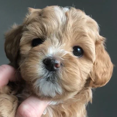 White Maltipoo dog with noticeable tear stains, a common issue for Maltipoos that owners should manage for healthy companionship.