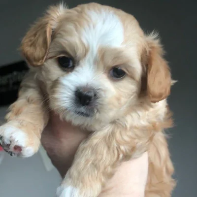 Playful Maltipoo enjoying indoor activity, showing the importance of proper care and exercise for preventing common Maltipoo problems
