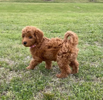 Owner giving a Cavapoo a bath to reduce smell, an important part of Cavapoo care and hygiene.