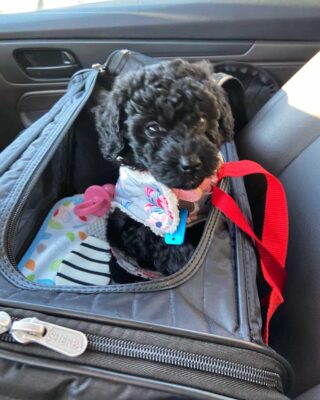 Cavapoo secured in a car seatbelt harness for safe travel.