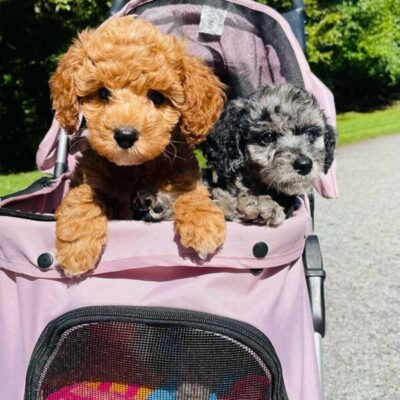 Cavapoo enjoying scenic road trip with owner 2025