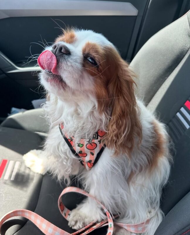 Helath-tested cavapoo mons