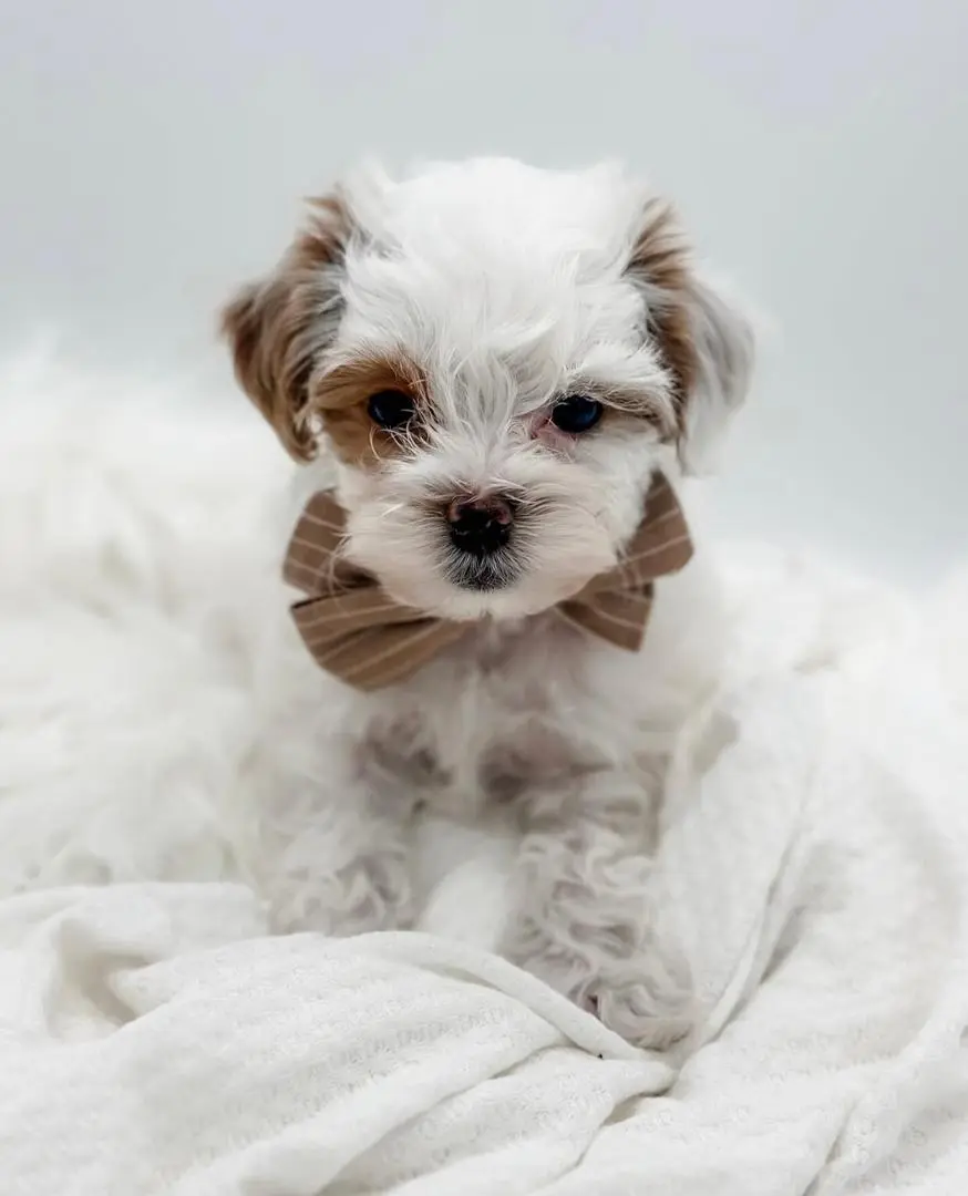 health-tested cavapoos