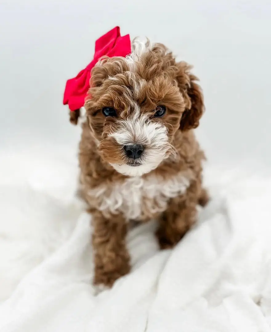 cavapoo puppy breeders in utah
