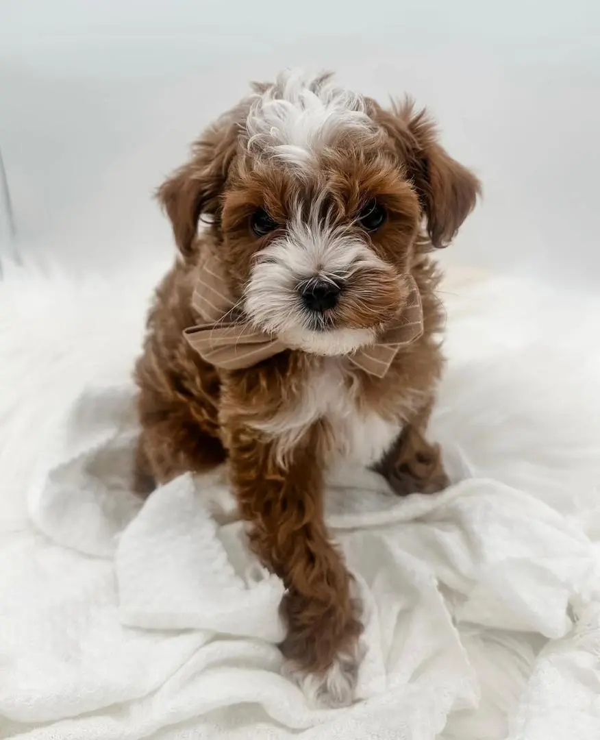 cavapoo breeders in utah