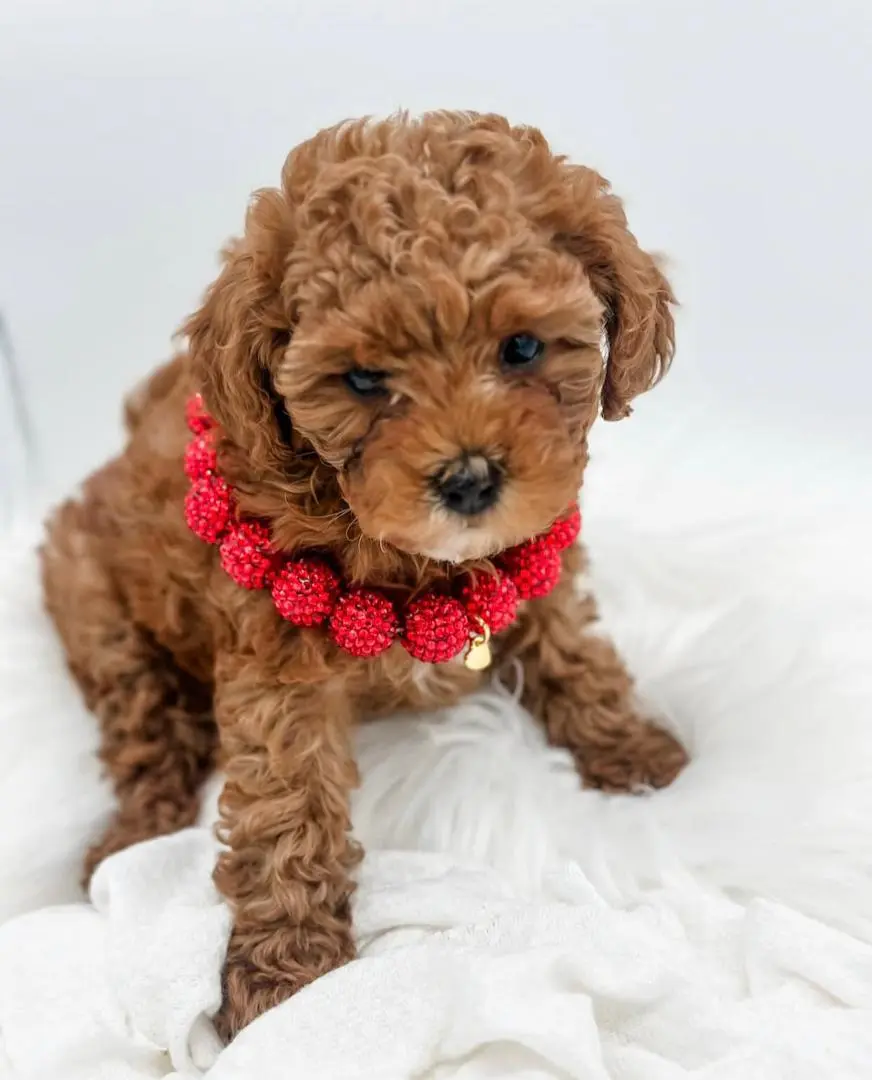 Cavapoo puppies in utah