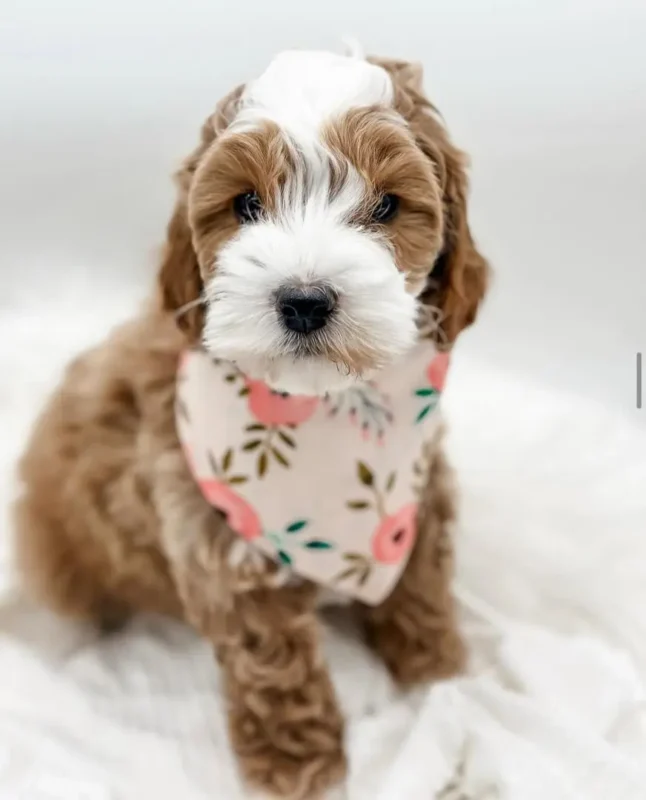 cavapoo puppies