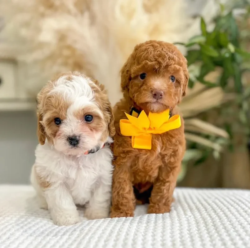 Golden Cavapoo on the left and Cavapoo on the right.