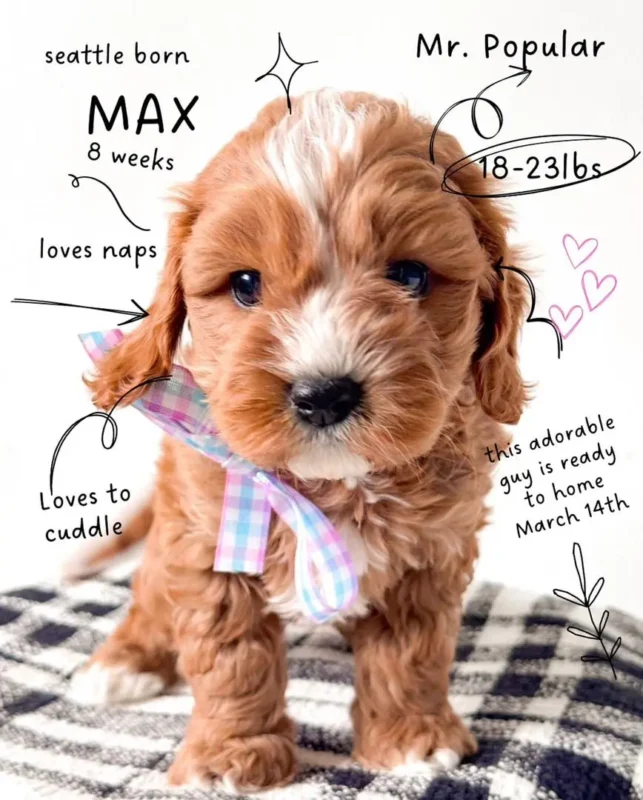 Key Differences Between Male and Female Cavapoos