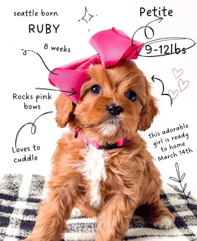 Male and Female Puppy Differences 7 Key Explained
