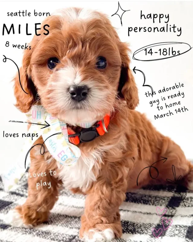 Crate Training Your Cavapoo Puppy