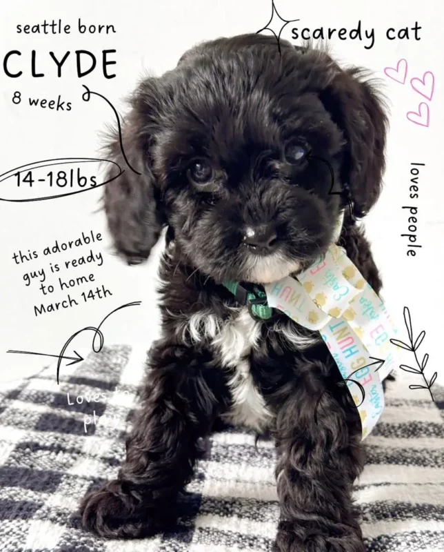 Common Mistakes to Avoid with your Puppy