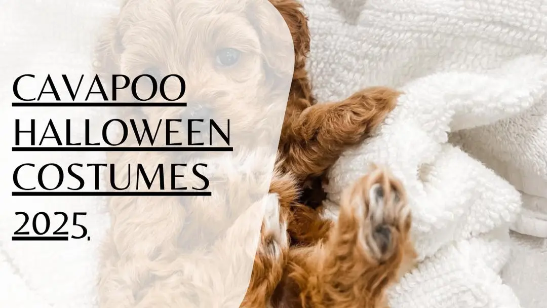 Cavapoo Halloween Costumes 2025
