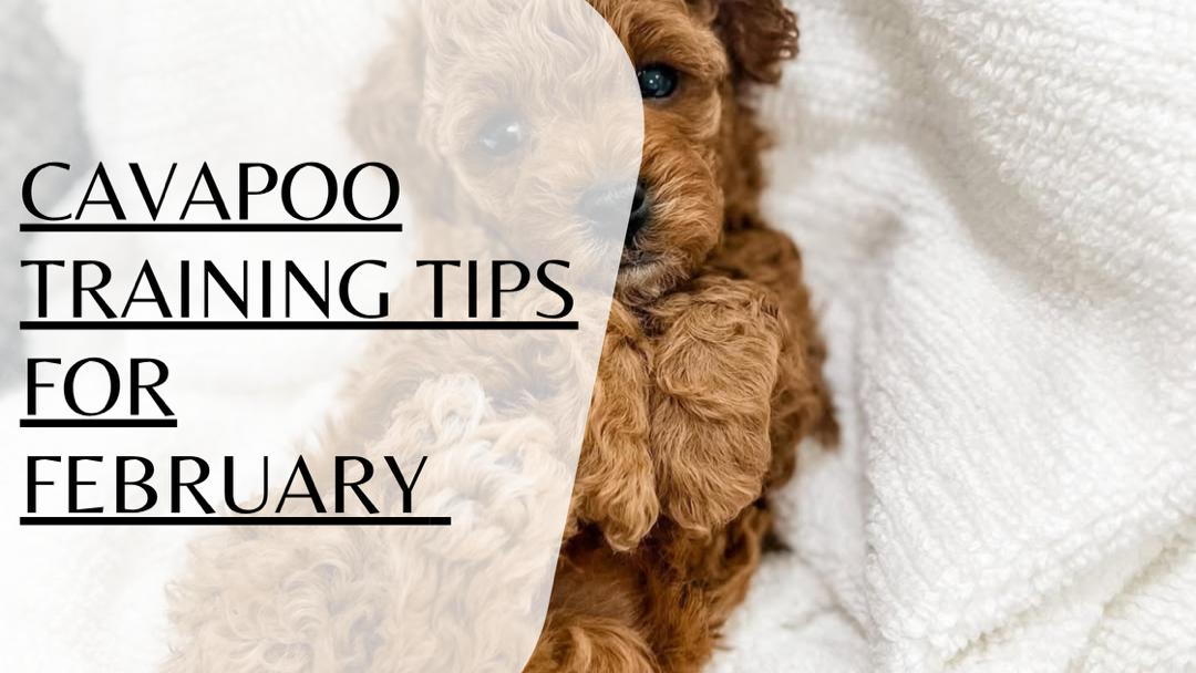 Winter Cavapoo Training Tips
