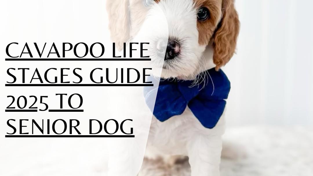 The Complete 2025 Cavapoo Life Stages Guide: From Playful Puppy to Loving Senior