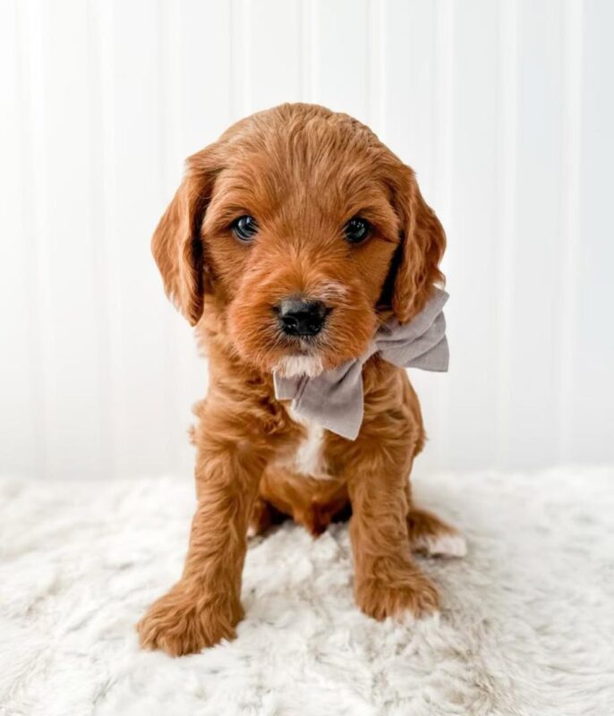 Adolescent Cavapoo playing outdoors in 2025