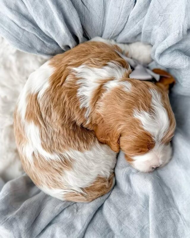 Senior Cavapoo resting comfortably during winter 2025.