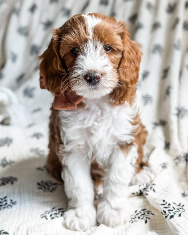Cavapoo getting teeth brushed during a dental care routine 2025.