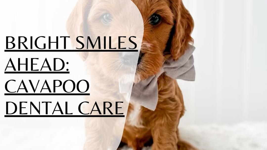 Bright Smiles Ahead: Cavapoo Dental Care 2025