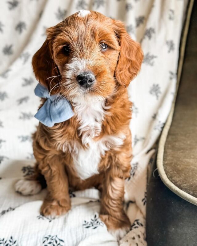 Bright Smiles Ahead: Cavapoo Dental Care 2025