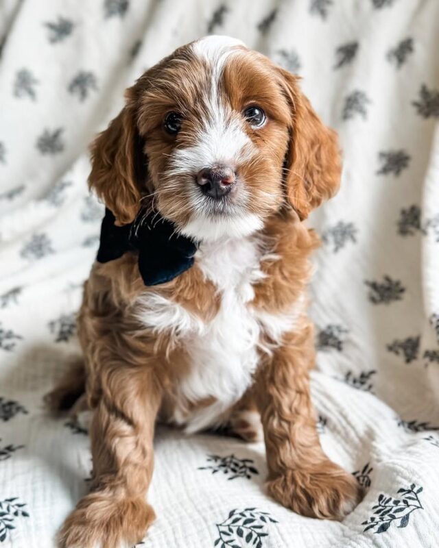 Cavapoo chewing dental treat for healthy teeth 2025.