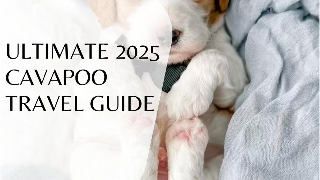 Cavapoo Travel Guide