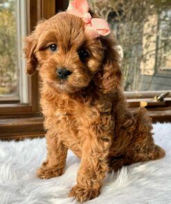 Meet Birdie Cavapoo Girl
