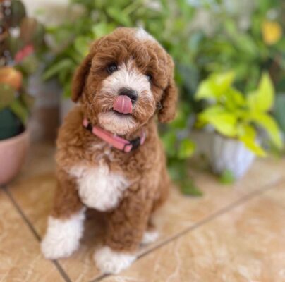Calm Hearts: Cavapoo Separation Anxiety 2025 Guide