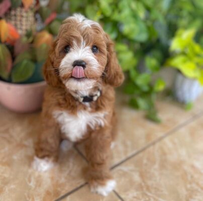 Calm Hearts: Cavapoo Separation Anxiety 2025 Guide