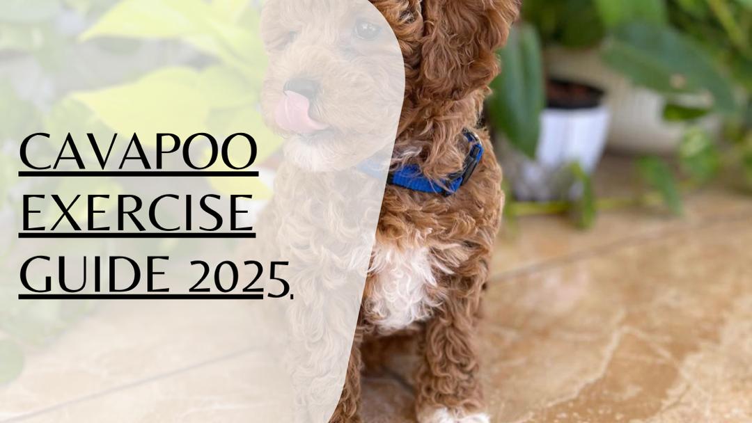 Cavapoo exercise guide 2025