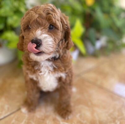 Cavapoo exercise guide 2025