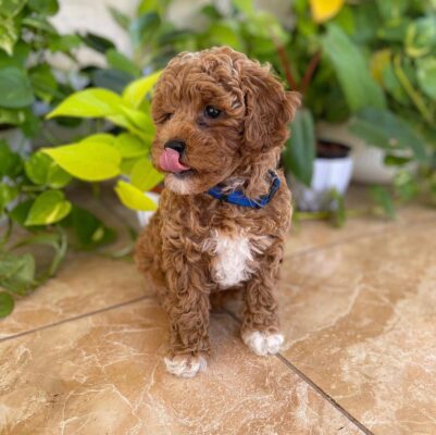 Cavapoo exercise guide 2025