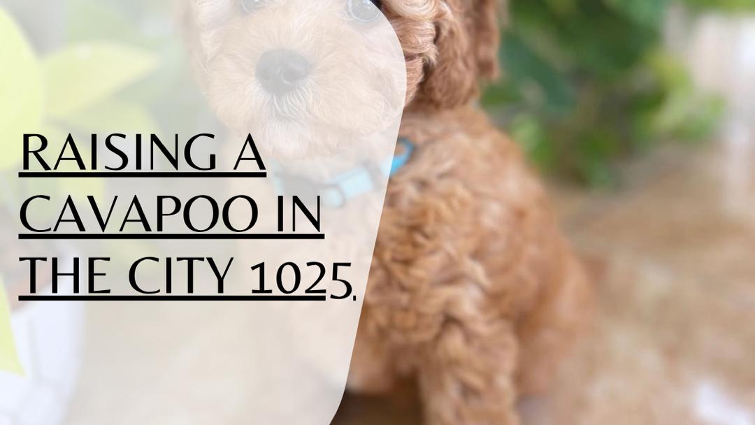 Raising a Cavapoo in the City 2025: The Complete Urban Living Guide