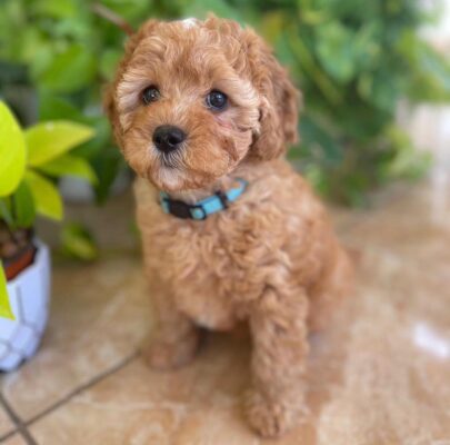 Raising a Cavapoo in the City 2025: The Complete Urban Living Guide