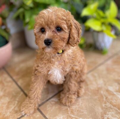 Raising a Cavapoo in the City 2025: The Complete Urban Living Guide