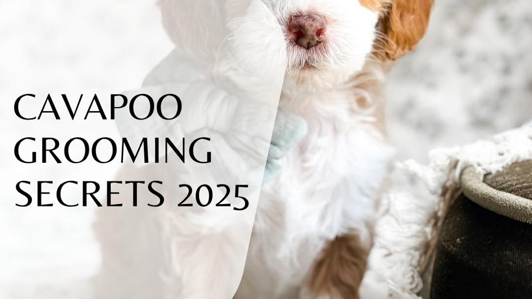 Cavapoo Grooming Secrets 2025: Keep Your Pup Stylish and Healthy Year-Round