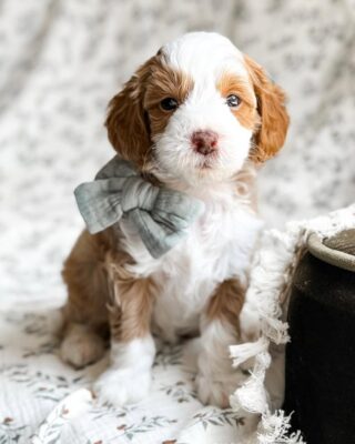 Cavapoo Grooming Secrets 2025: Keep Your Pup Stylish and Healthy Year-Round