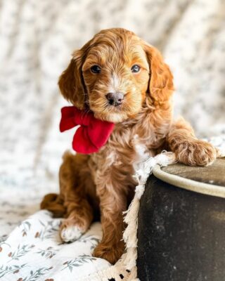 Cavapoo Grooming Secrets 2025: Keep Your Pup Stylish and Healthy Year-Round