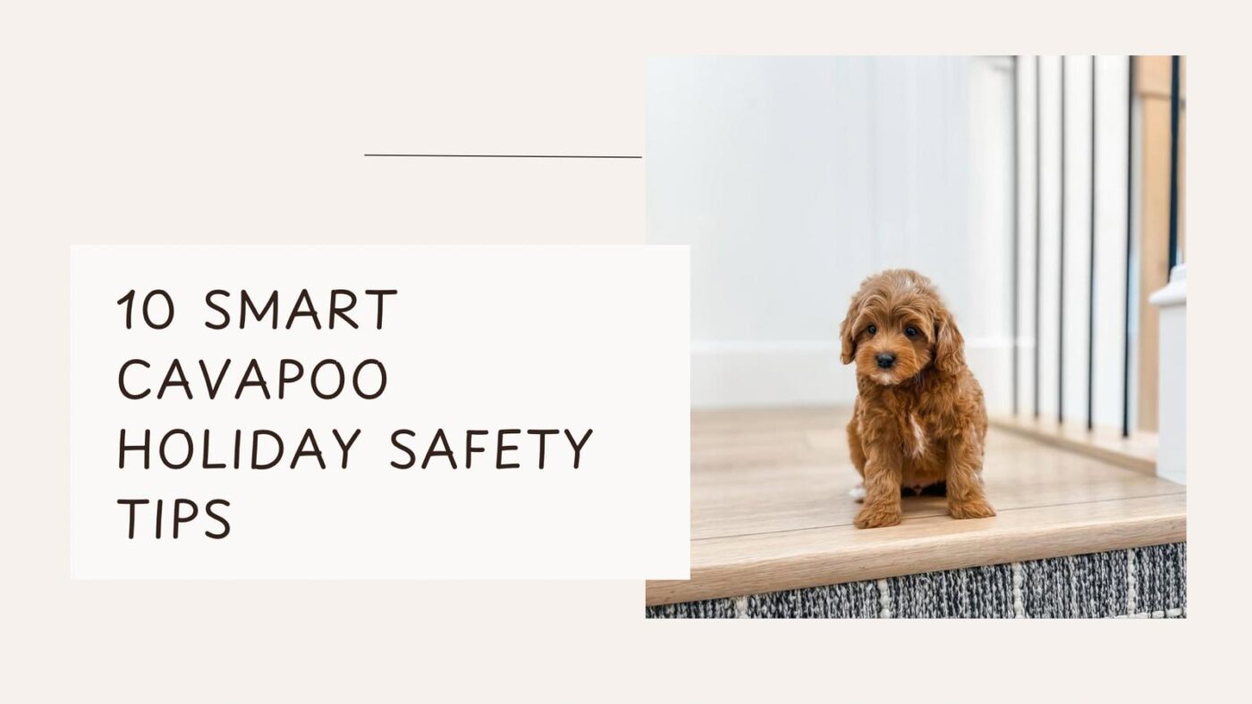 10 Smart Cavapoo Holiday Safety Tips for 2025