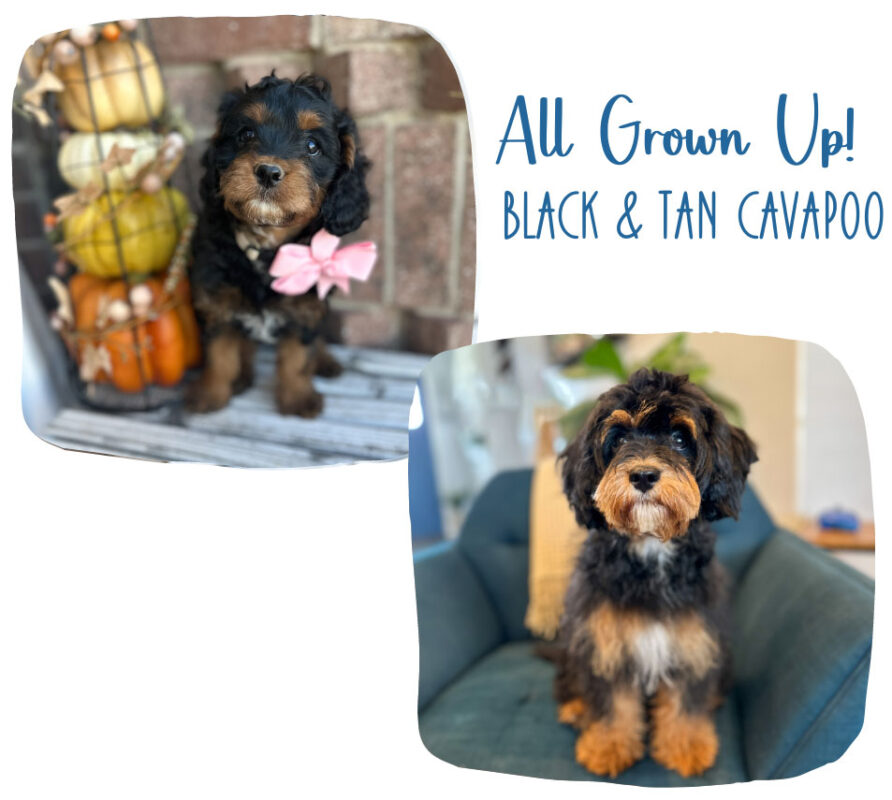 cavapoo_gallery_1 (1)