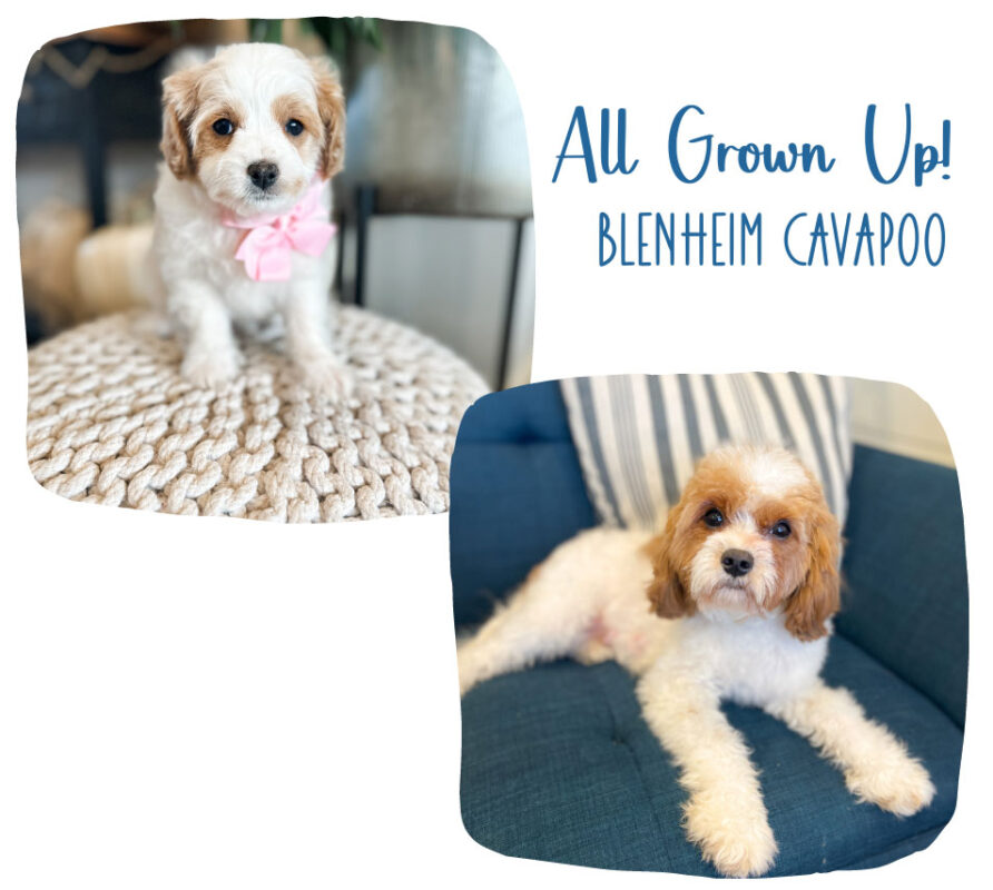 cavapoo_gallery_2 (1)