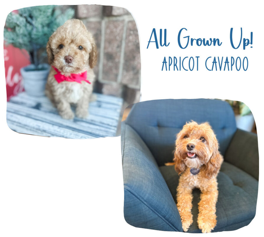 cavapoo_gallery_3 (1)