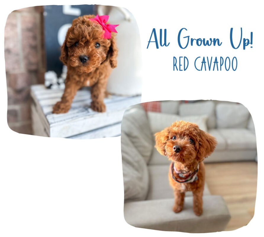 cavapoo_gallery_4 (1)