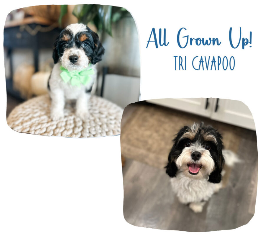 10 Adorable Cavapoo Puppy Gallery Photos You’ll Love