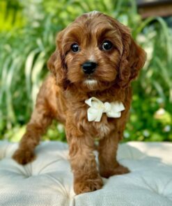 Meet Hero Cavapoo Boy