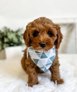 Meet Mikko Cavapoo Boy