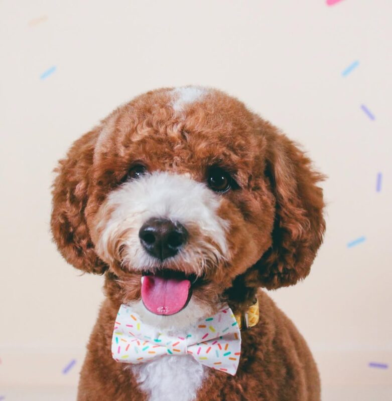 Grooming Designer Cavapoos: professional grooming prevents Cavapoo bad haircut fix.